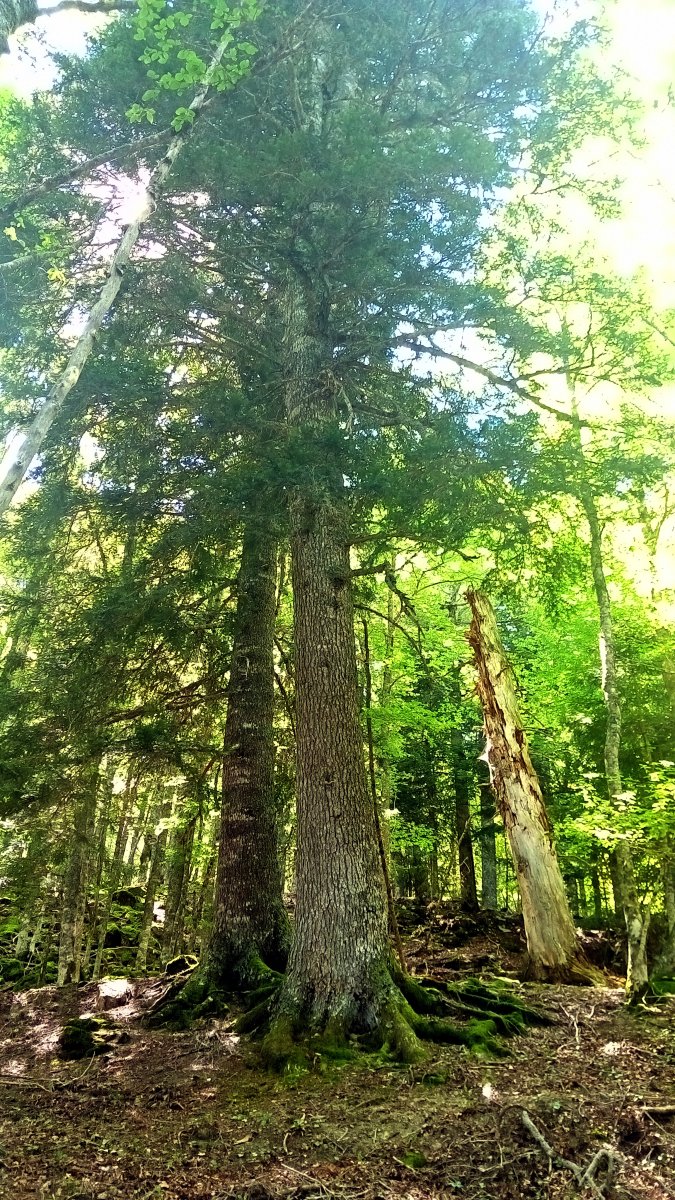 Izei handiak Aztaparretako basotik igotzen