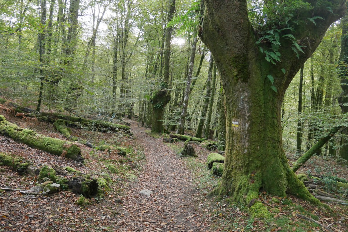 Eskasetik Artikutzara jaisten