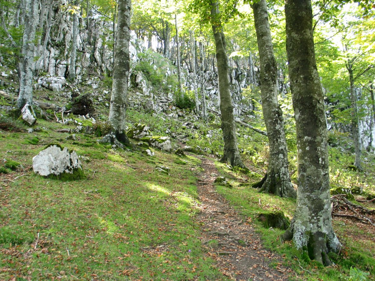 Iparraldeko lepotik igotzen den bidea