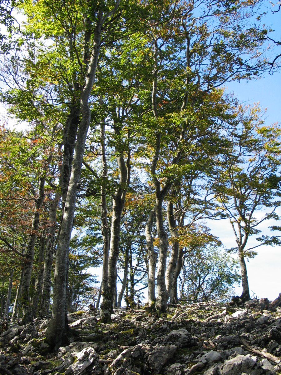 Pagoak eta harriak iparraldeko isurialdean