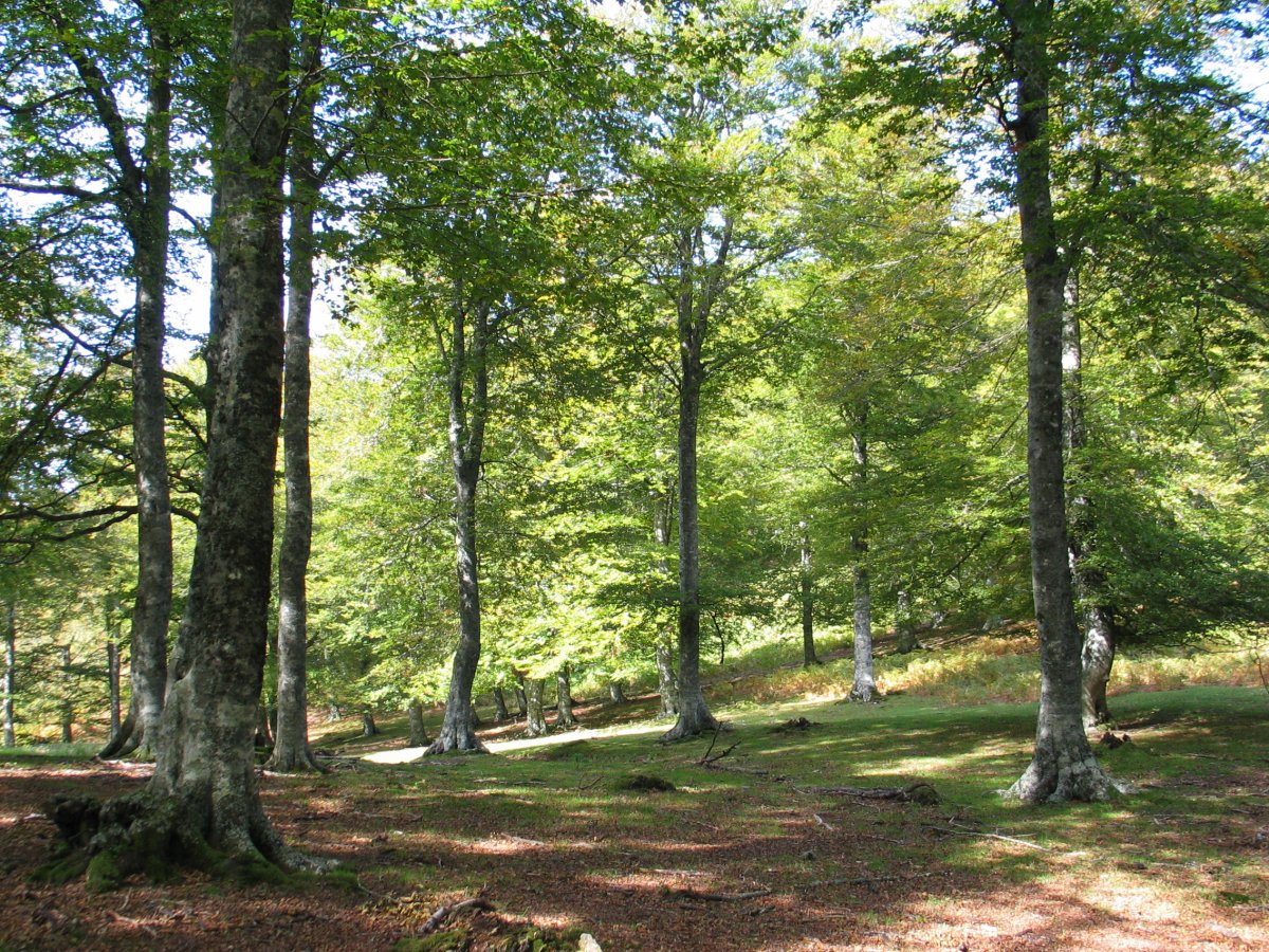 Basoa, iparraldeko isurialdean