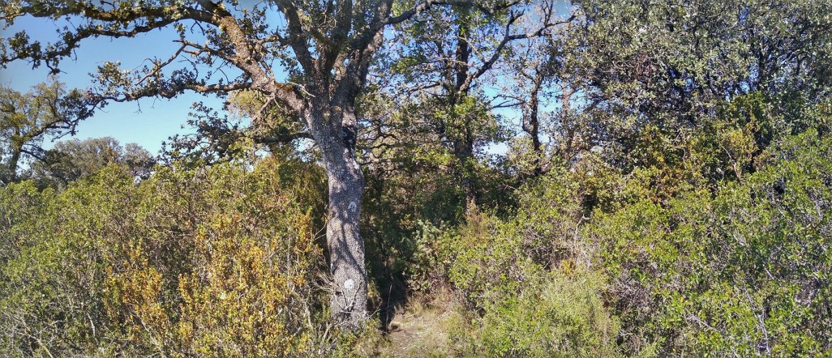 Varduces gaina (842m)