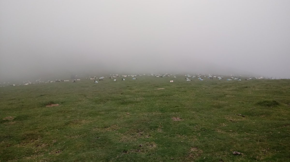 Artaldea Lohilurzeko lepoan