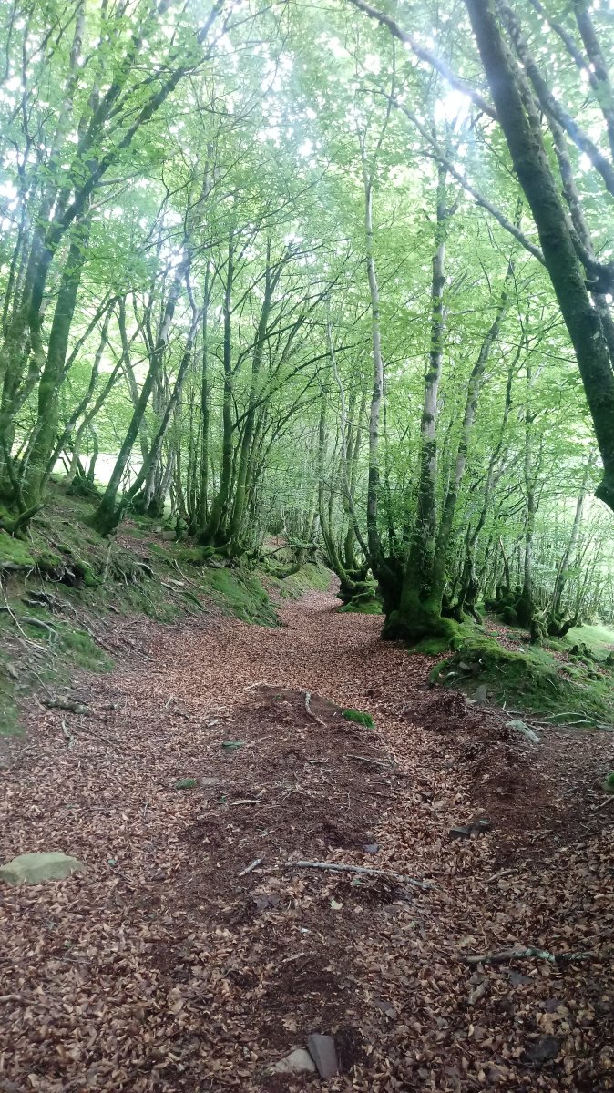 Aitzkoako bidean gora pagaditik