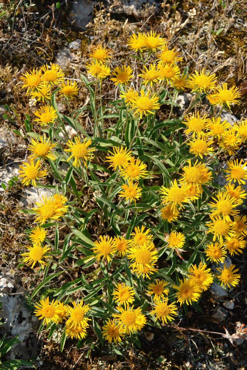 Inula montana Soila mendian