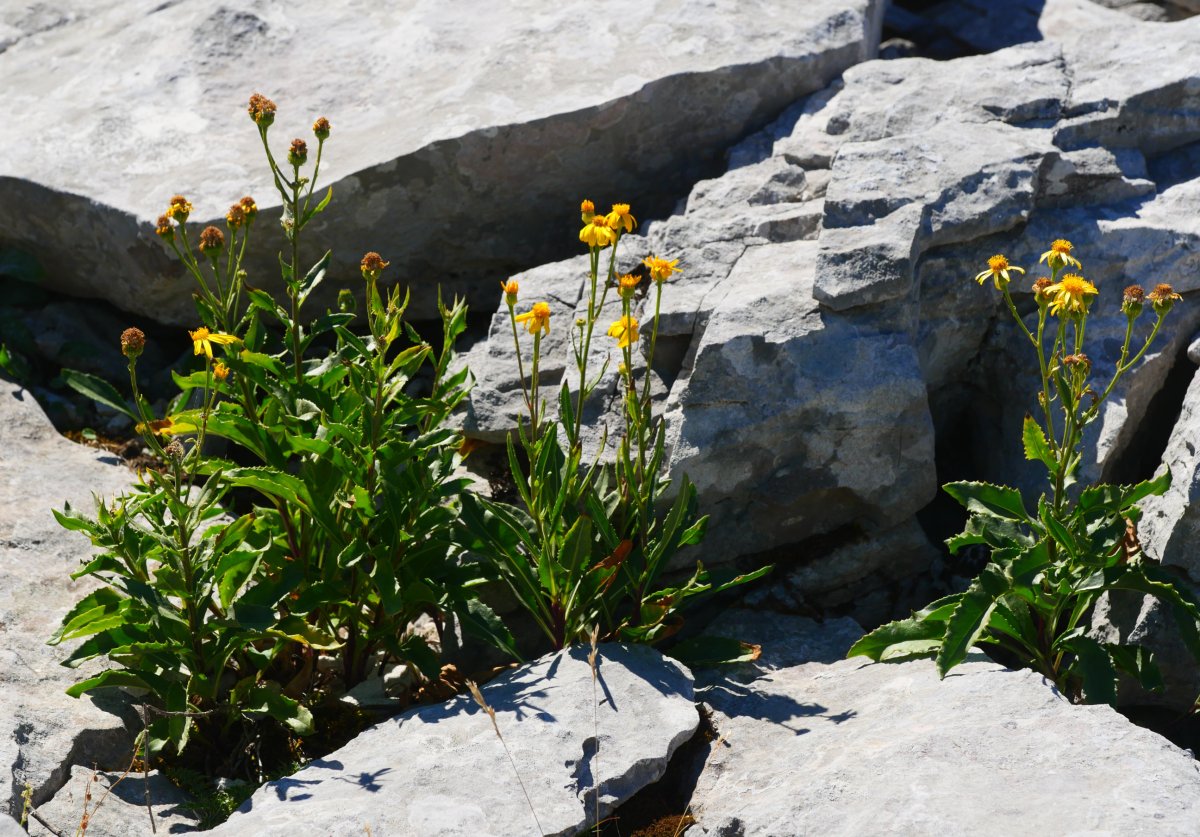 Senecio pyrenaicus Ezkaurre mendian