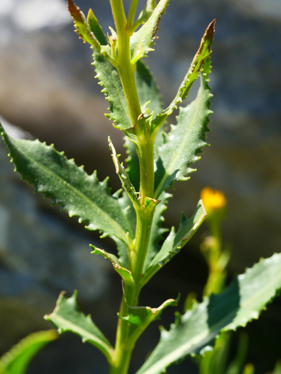 Senecio pyrenaicus Ezkaurre mendian