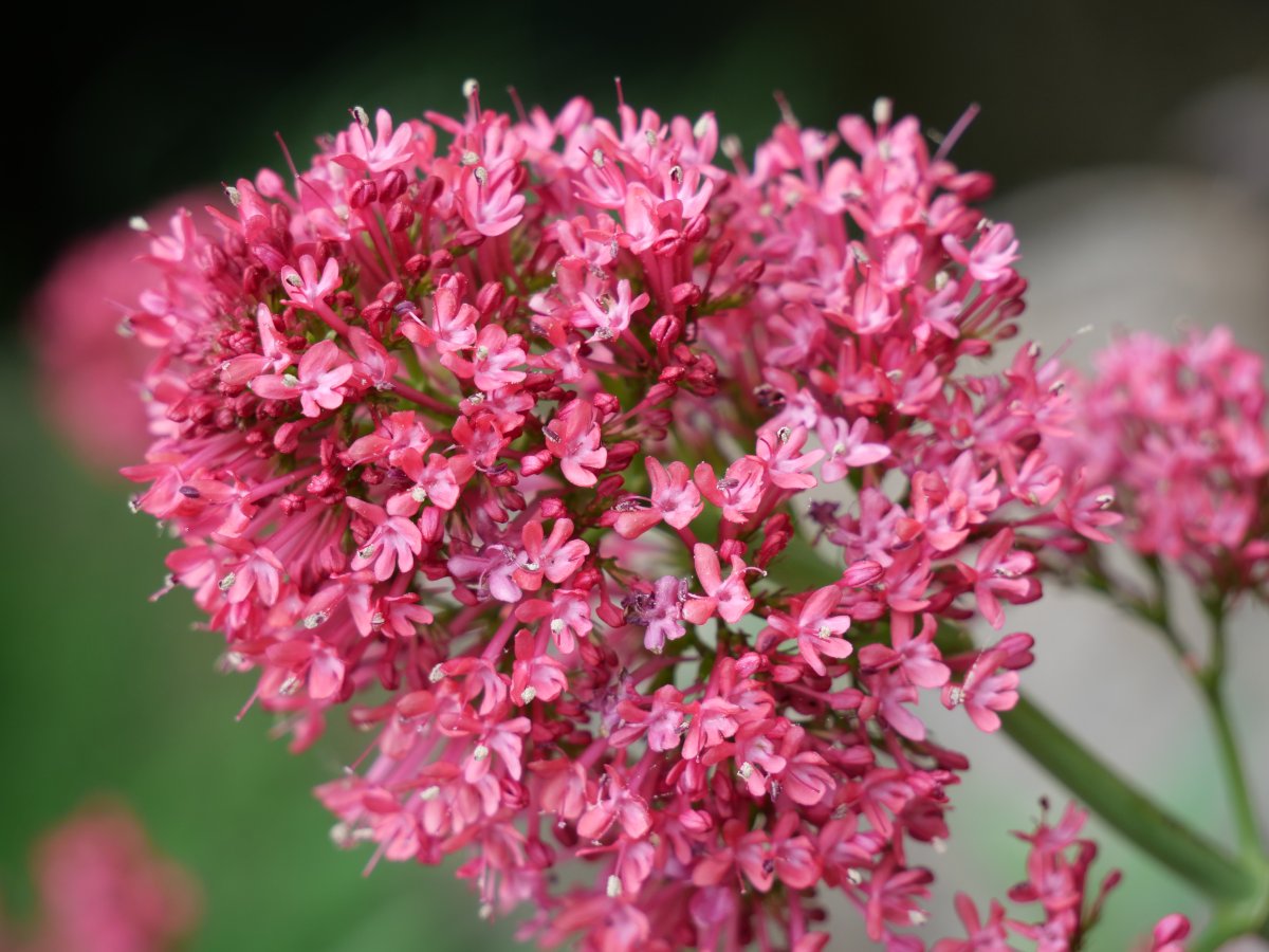 Centranthus ruber
