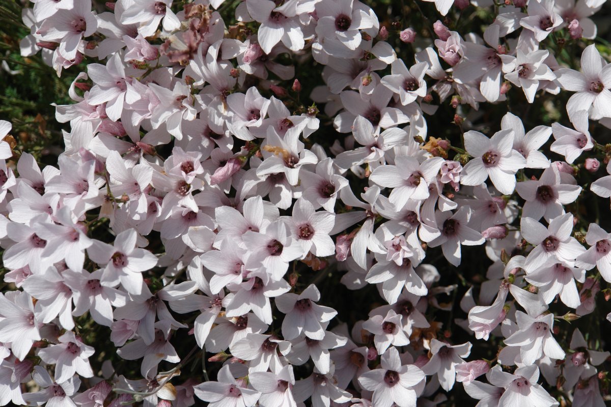  Linum suffruticosum, Tabar mendian