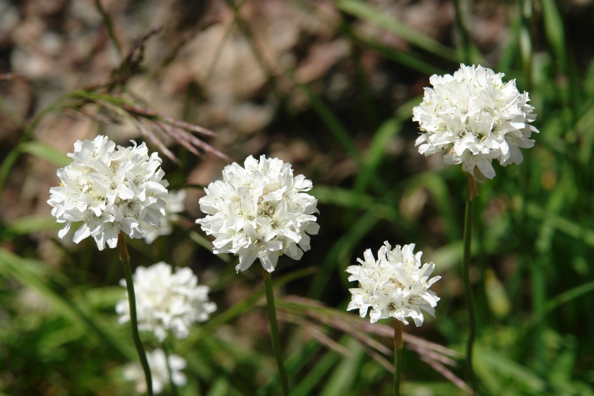 Ameria pubinervis Ozako Aguas Tuertas inguruan