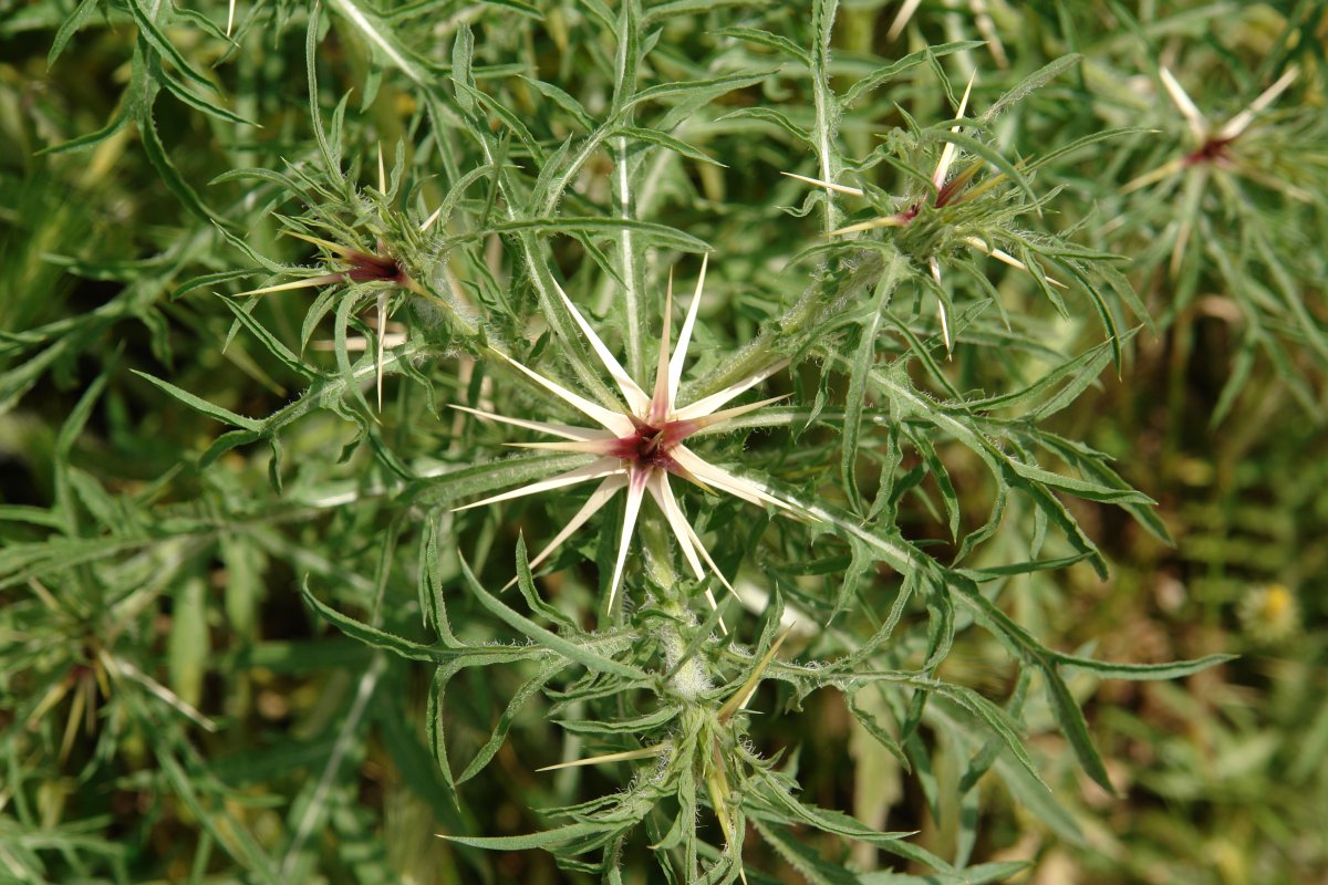 Centaurea calcitrapa