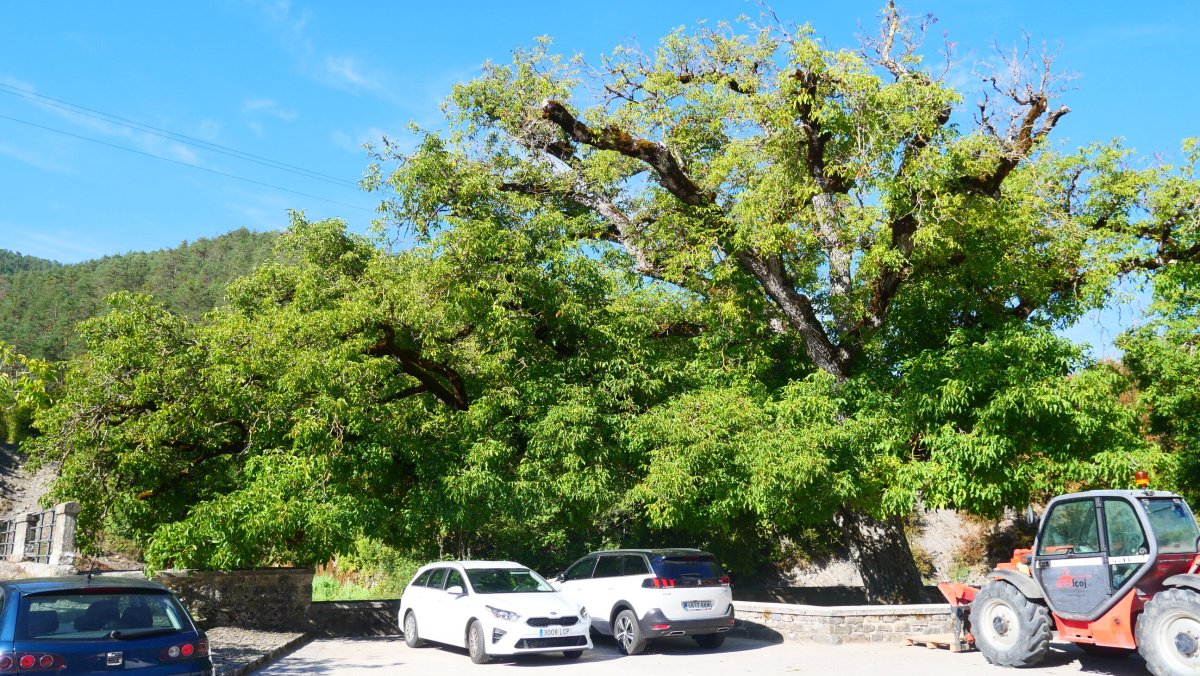 Gardeko intxaurrondoa