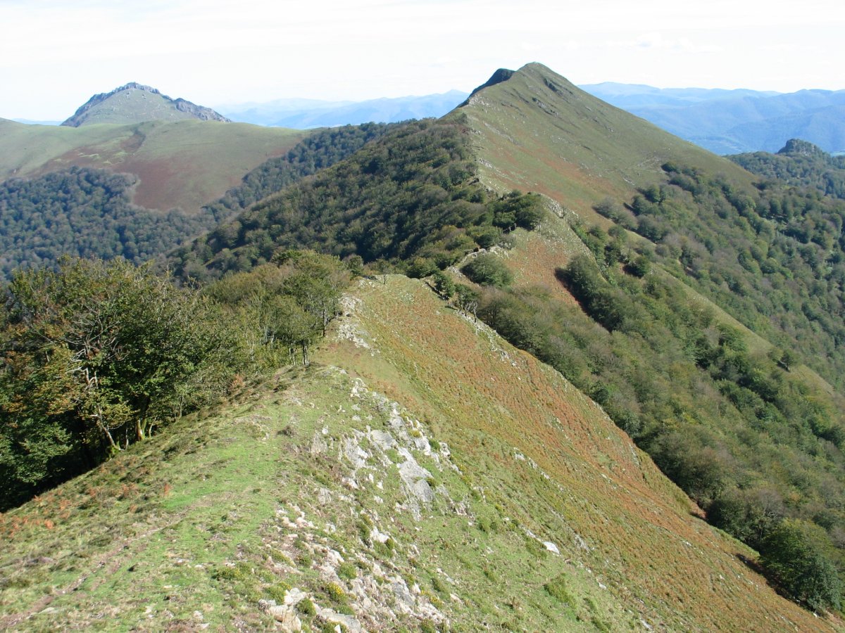 Mko hegi luzea, Loitzateraino luzatzen dena