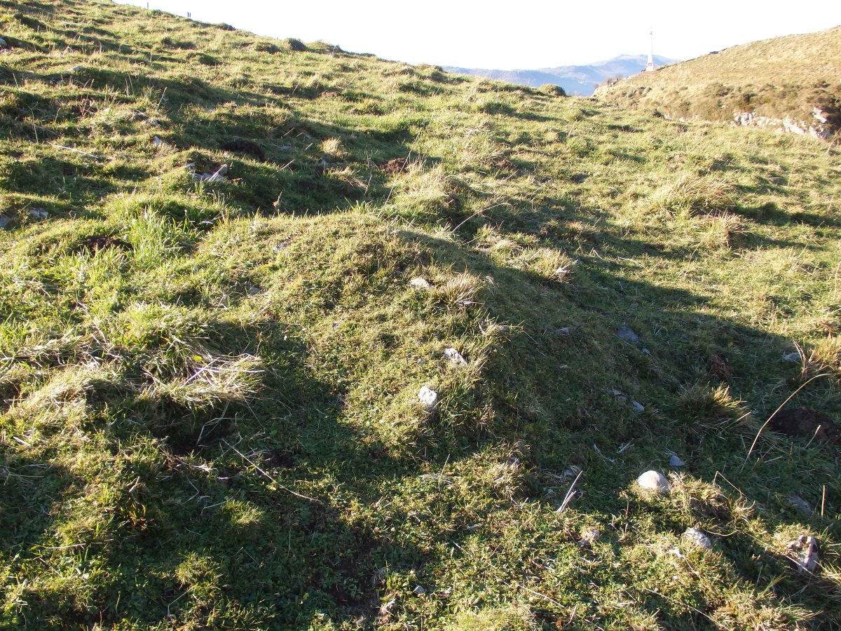 C. tumular Kardaño T 1