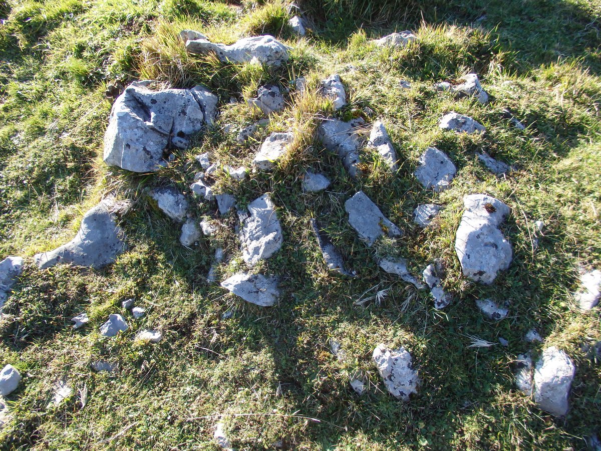 C. tumular Kardaño T 3