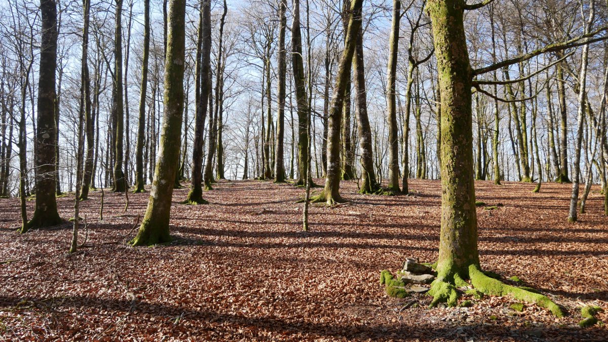 Sorginzelaieta aldeko bidea