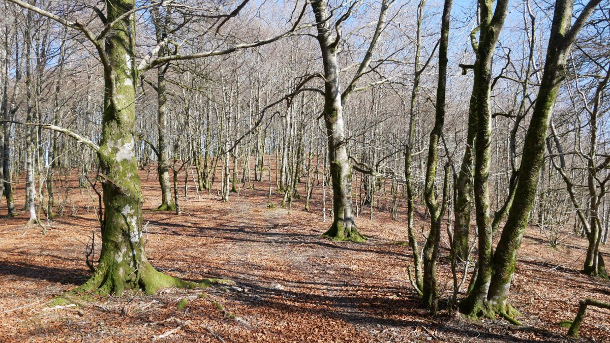 Bizkarreko pasarte bat