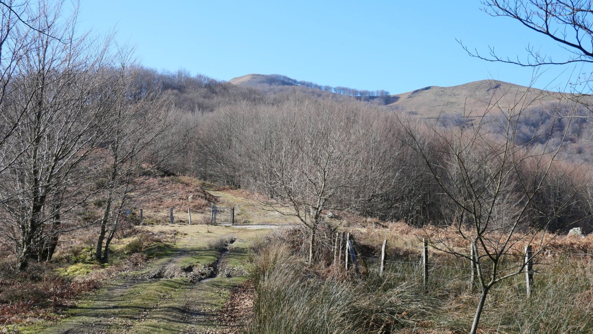 Azako Mehakako lepoa