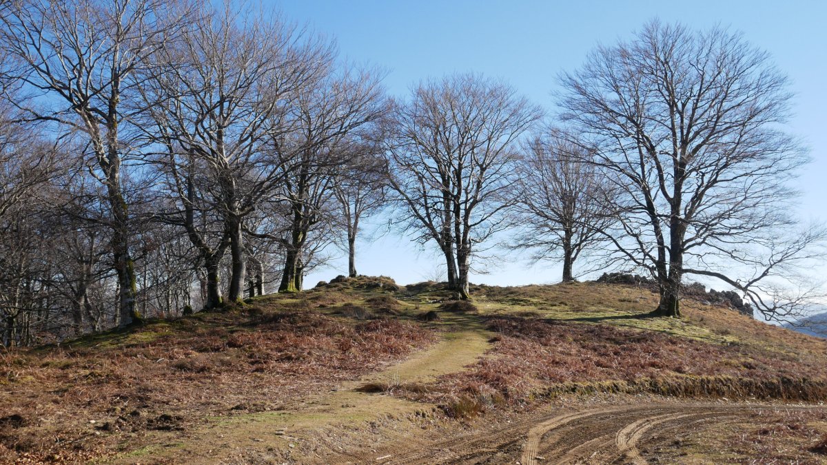 Muino harritsu polit bat Hegoaldeko lepoan