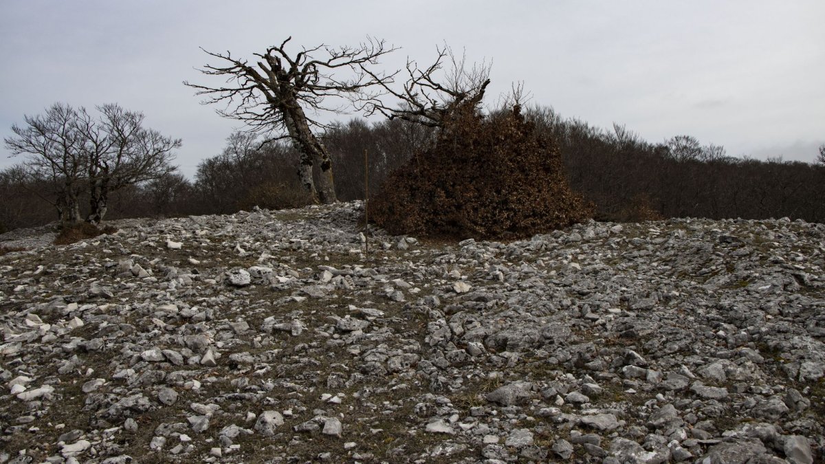Las Tres Mugas eraztuna