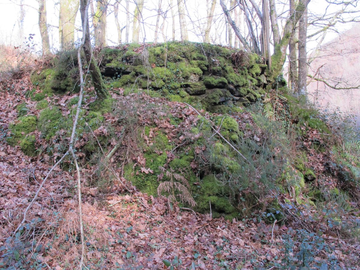 Erbizin karobia, Arano