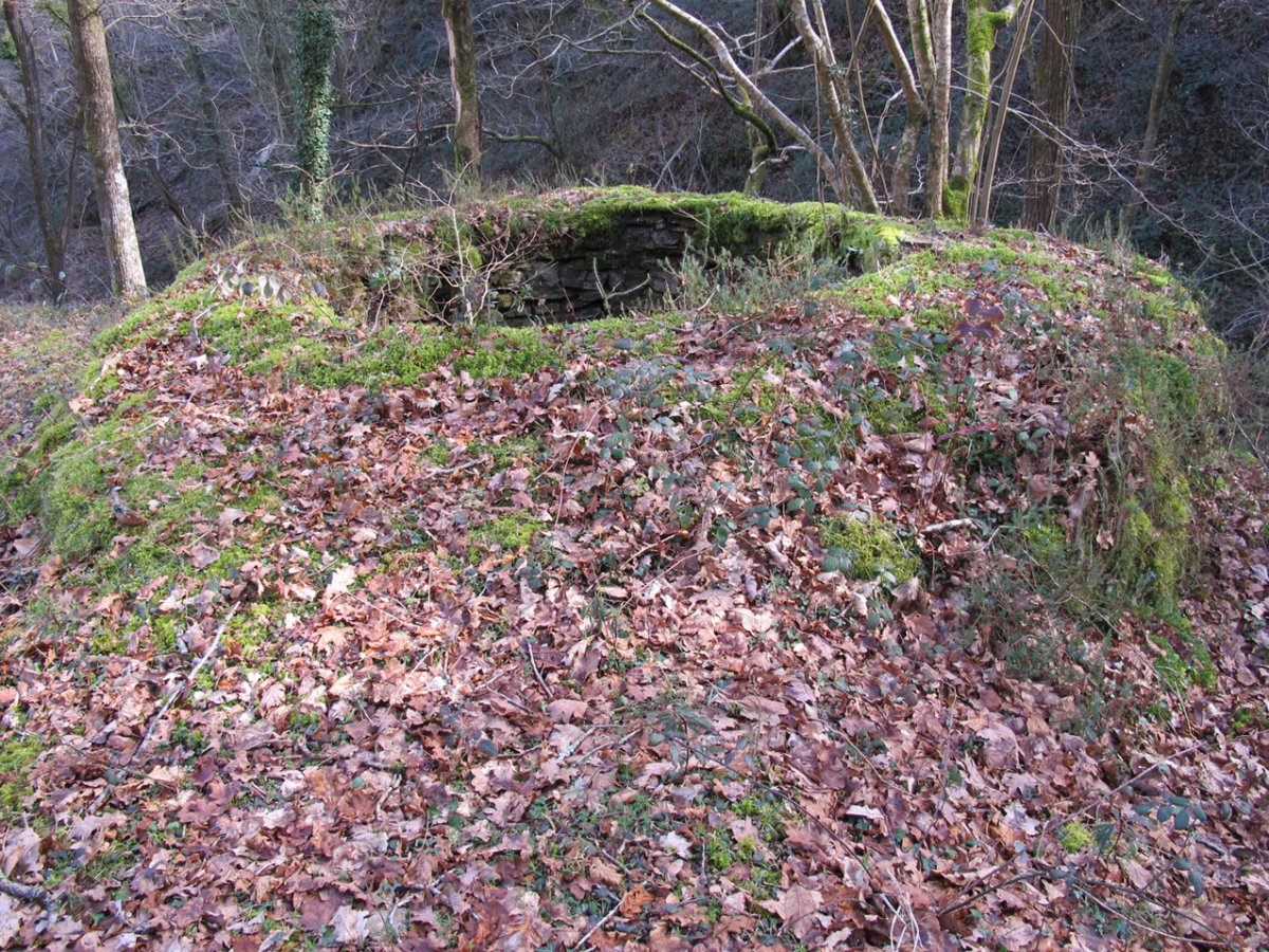 Erbizin karobia, Arano