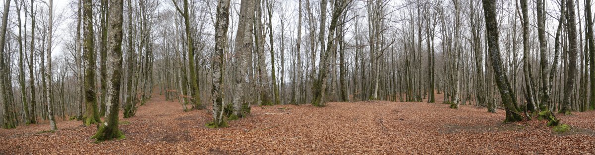 HEko muinoko panoramika