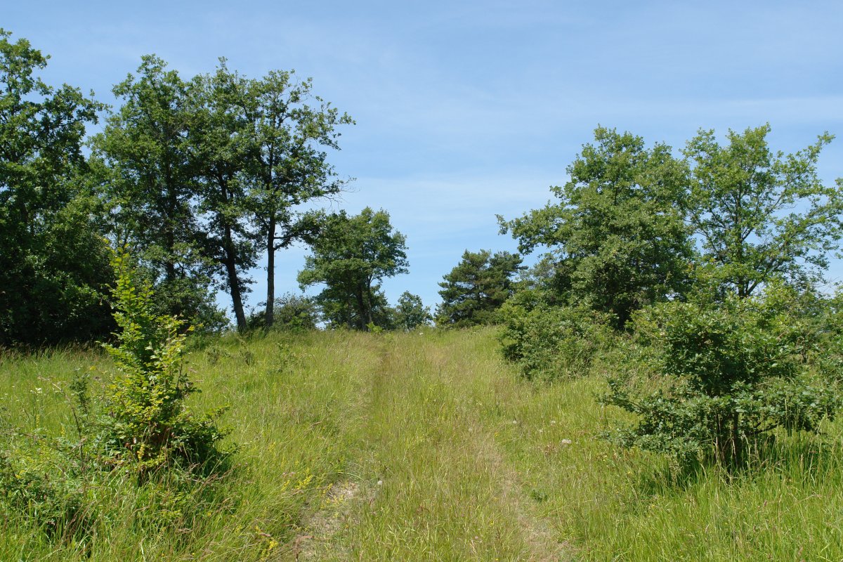 Tontorreko bidea ekialdetik