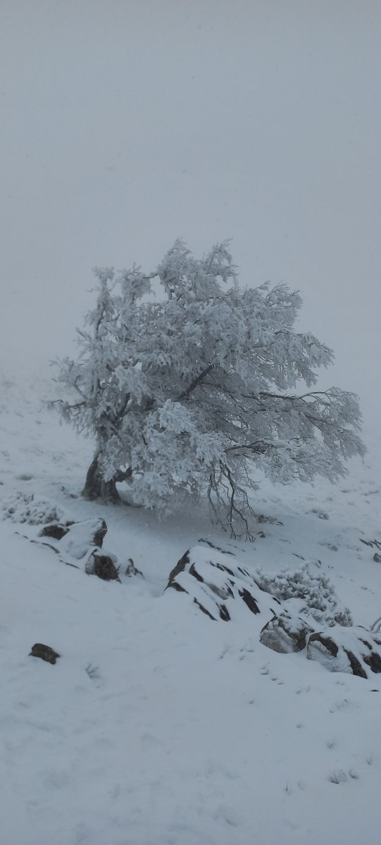 Pagobakarra Aizkorriko igoeran