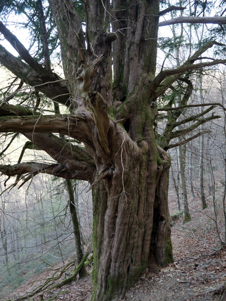 Etxalarko hagina, 2022ko martxoa