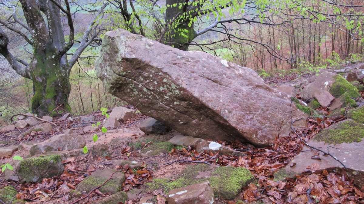 Zaharreta bizkarra zutarria, Beartzun-Baztan