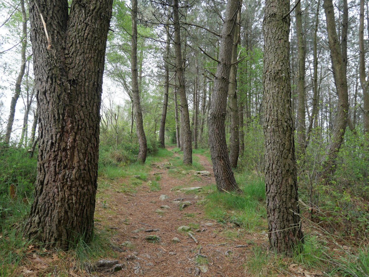 Ekialdetik datorren bidea