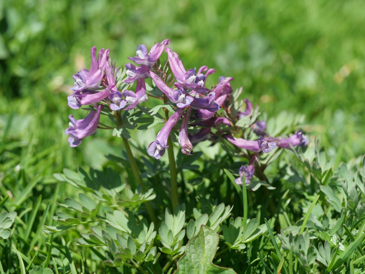 Co­ry­da­lis solida, Acherito inguruan, 1700 metrotan