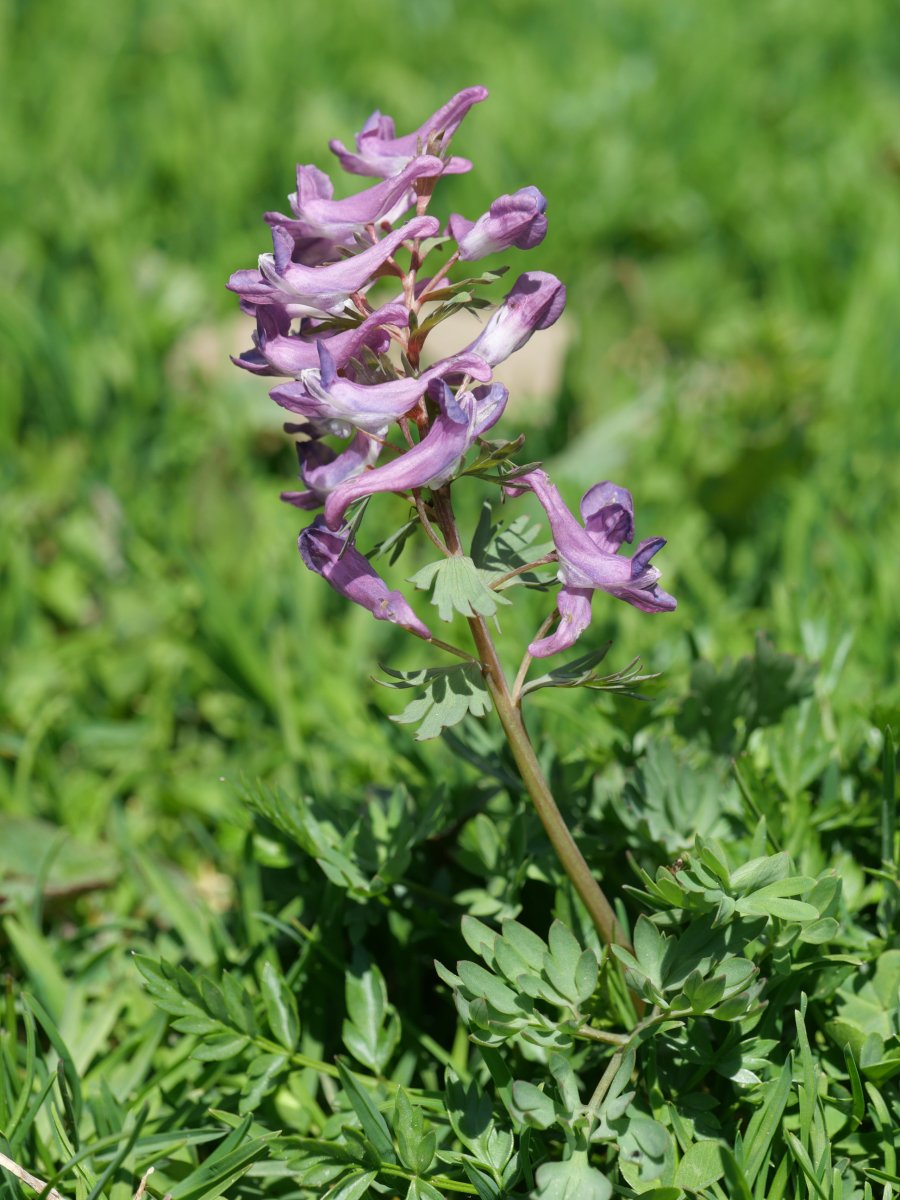 Co­ry­da­lis solida, Acherito inguruan, 1700 metrotan