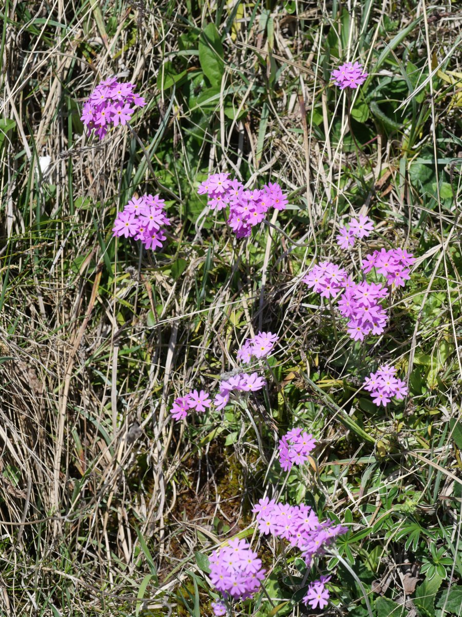 Primula farinosa, Oza aldean