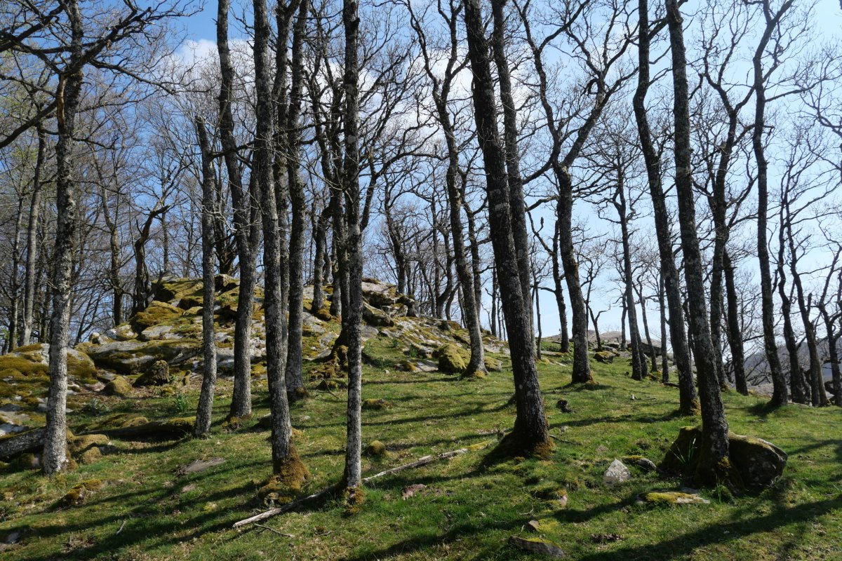 Tontorraren inguruak