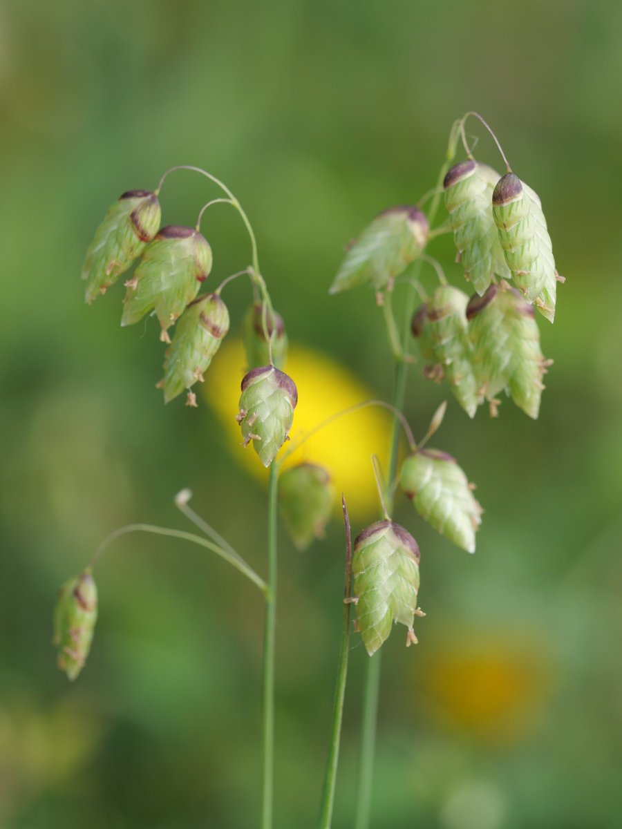 Briza maxima, hondarribia aldean