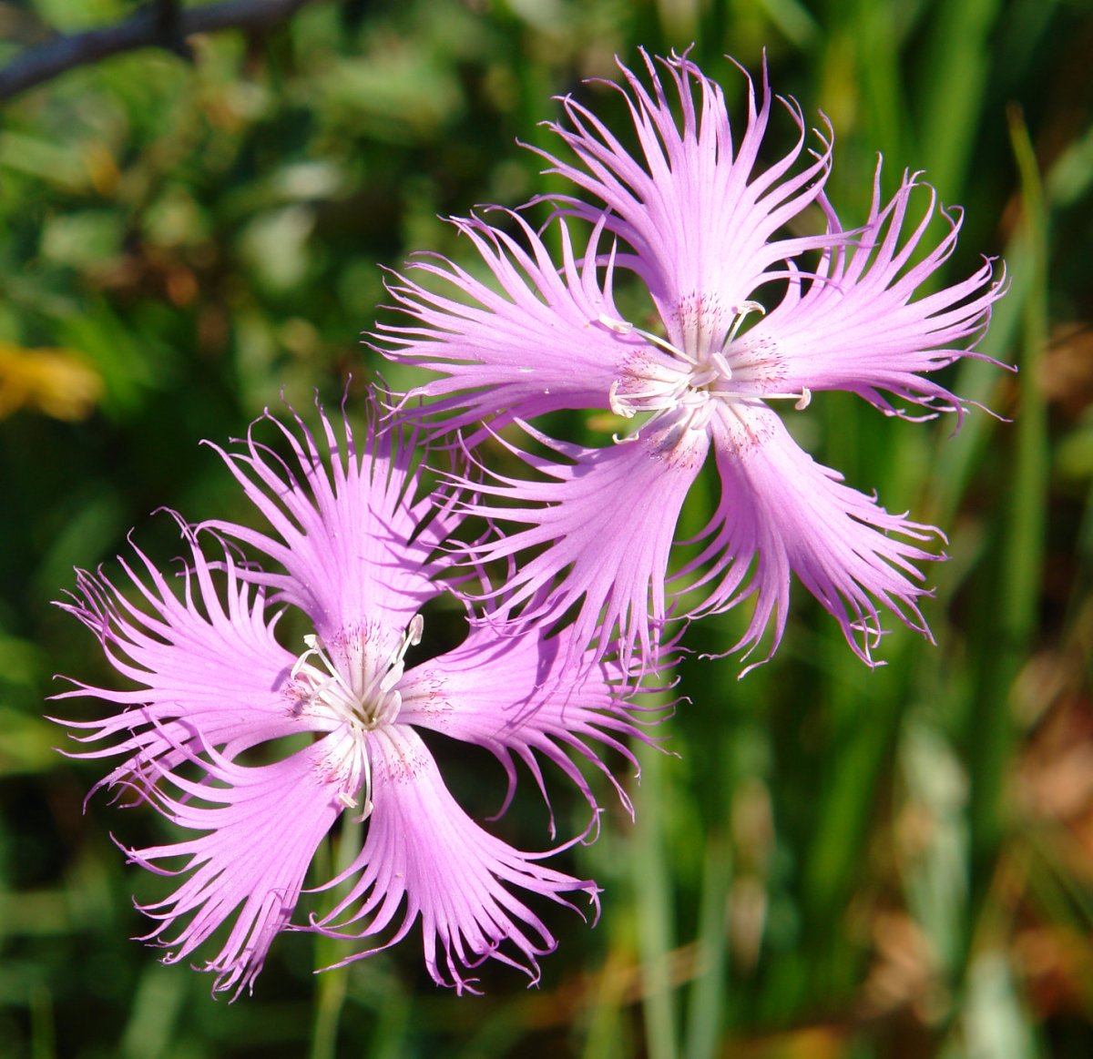 Diathus hyssopifolius