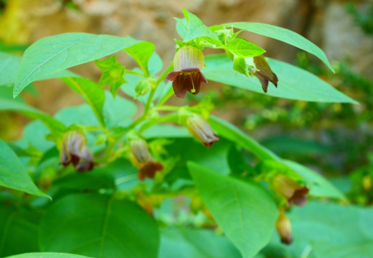 Atropa belladonna, Belaguan