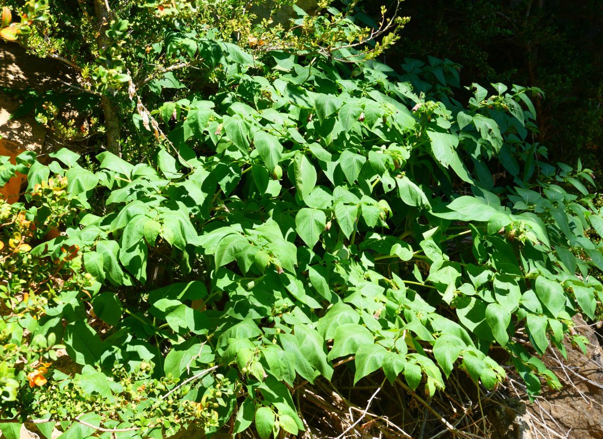 Atropa belladonna, Belaguan