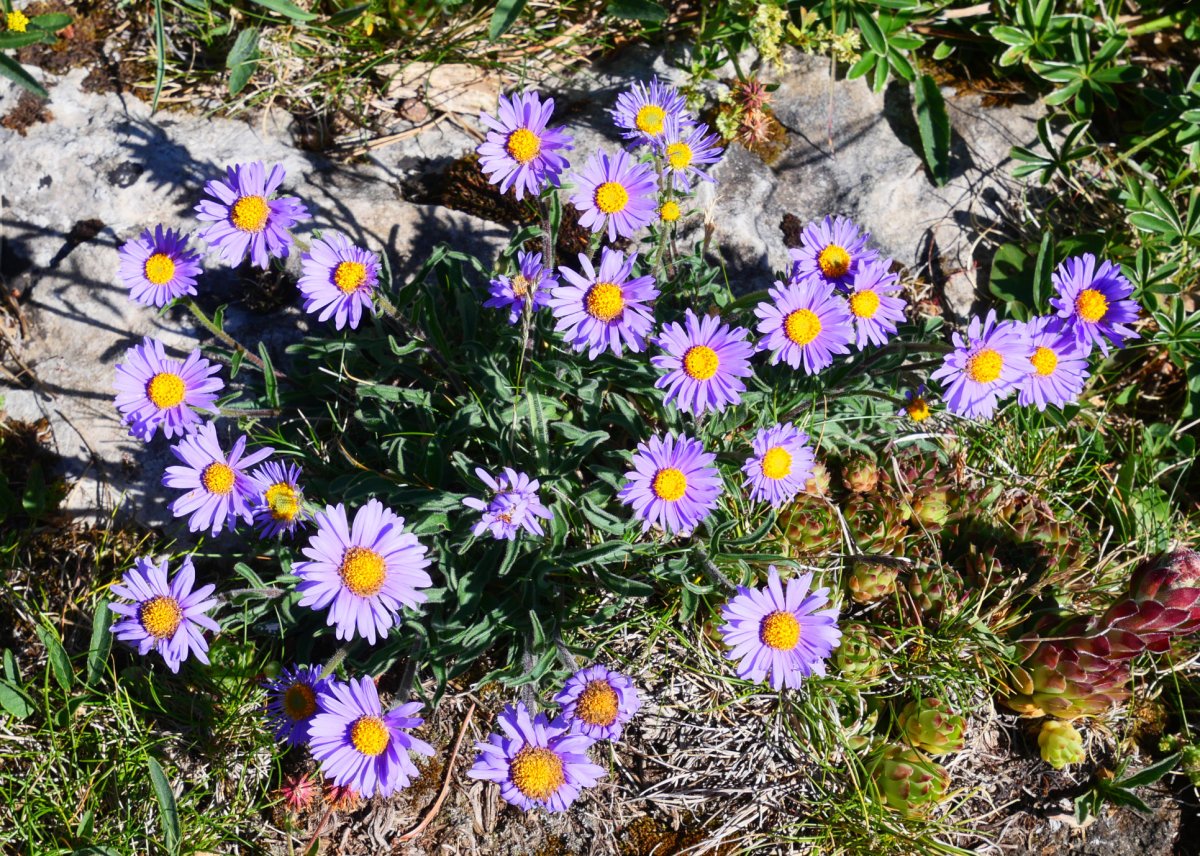 Aster alpinus, Lapazarrako gandorrean
