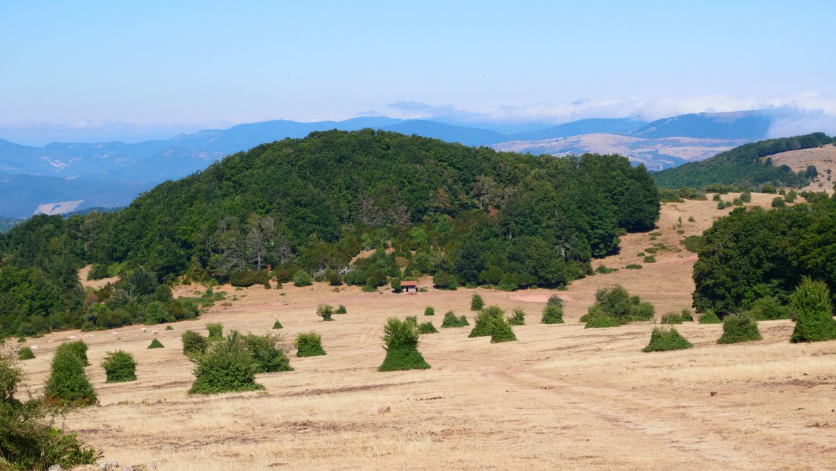 Erdikolarreko larreak