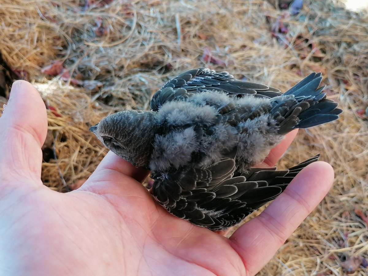 Sorbeltz kumea, habitik eroria, elizaren atarian