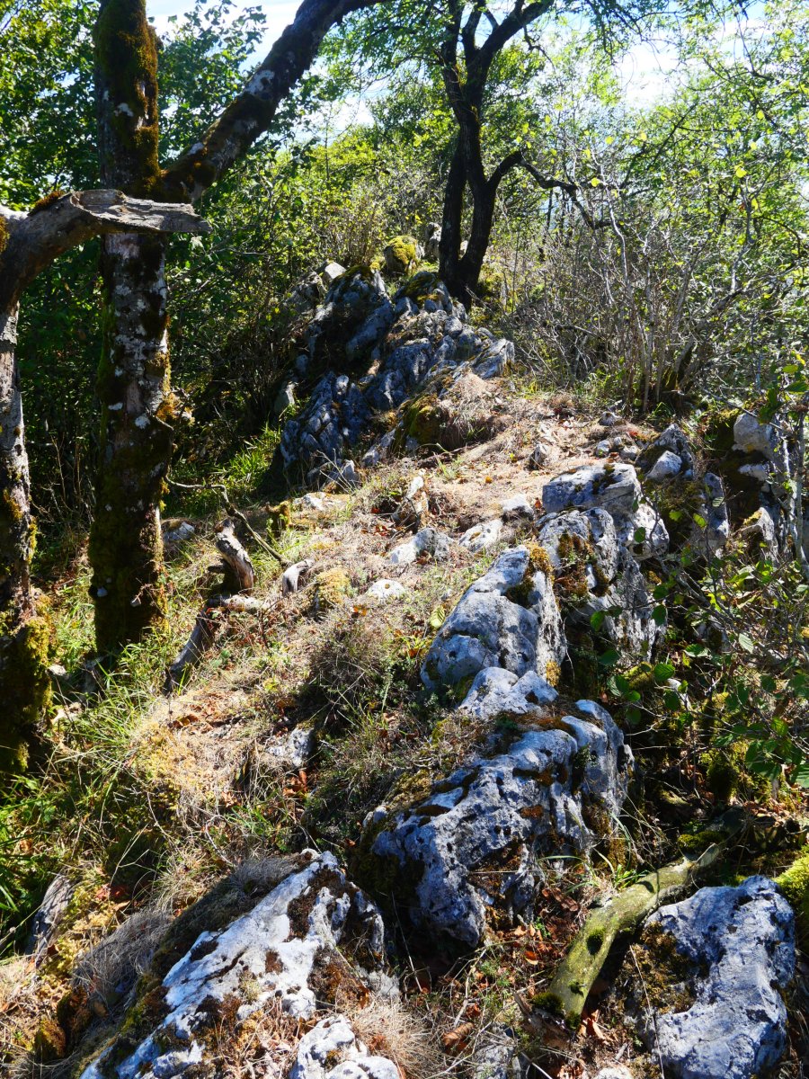Mendebaldeko gandorra jarraitu daiteke tarte batean, saia saihestuz