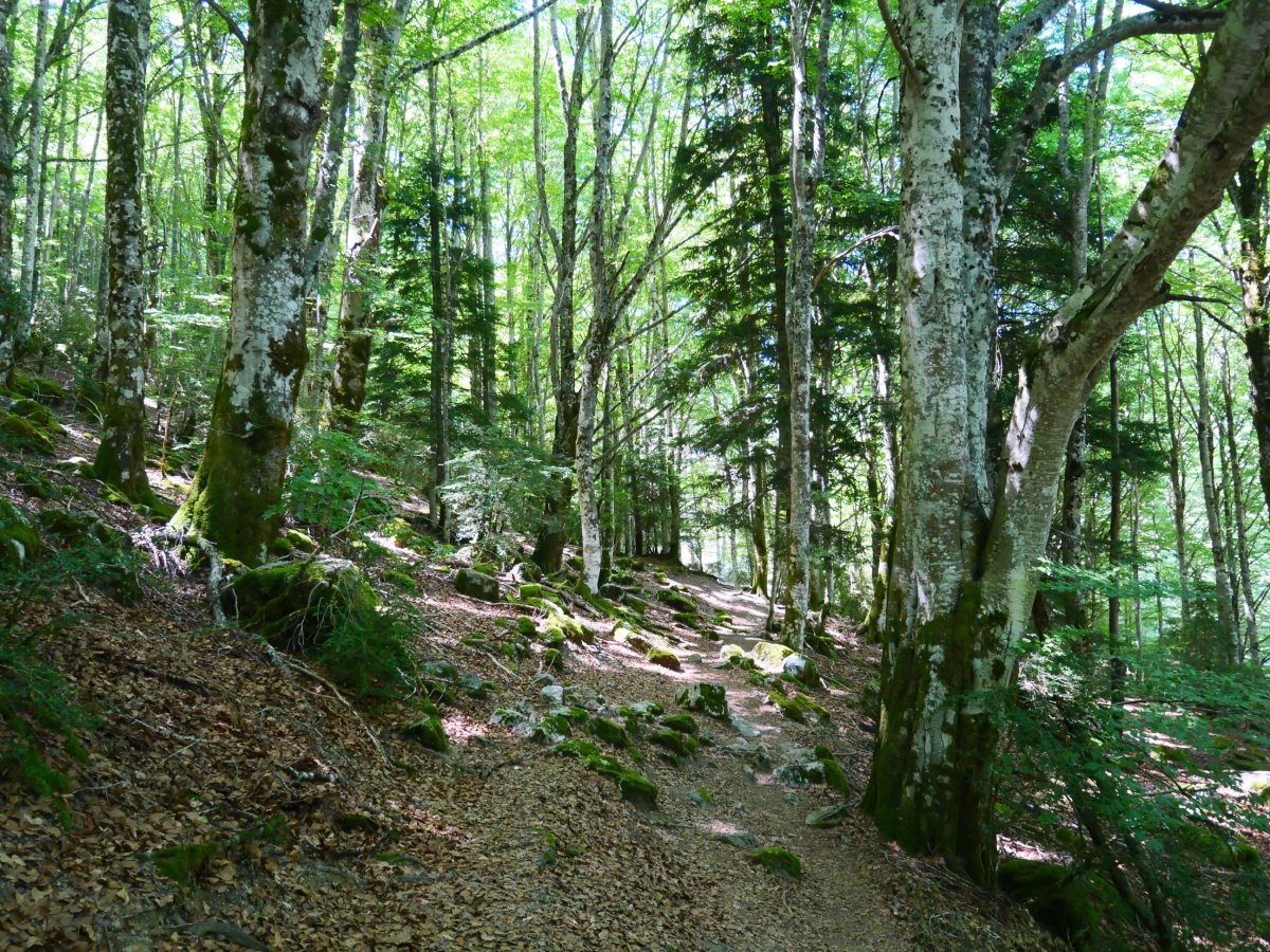 GRaren arrastoan, Belabartzen