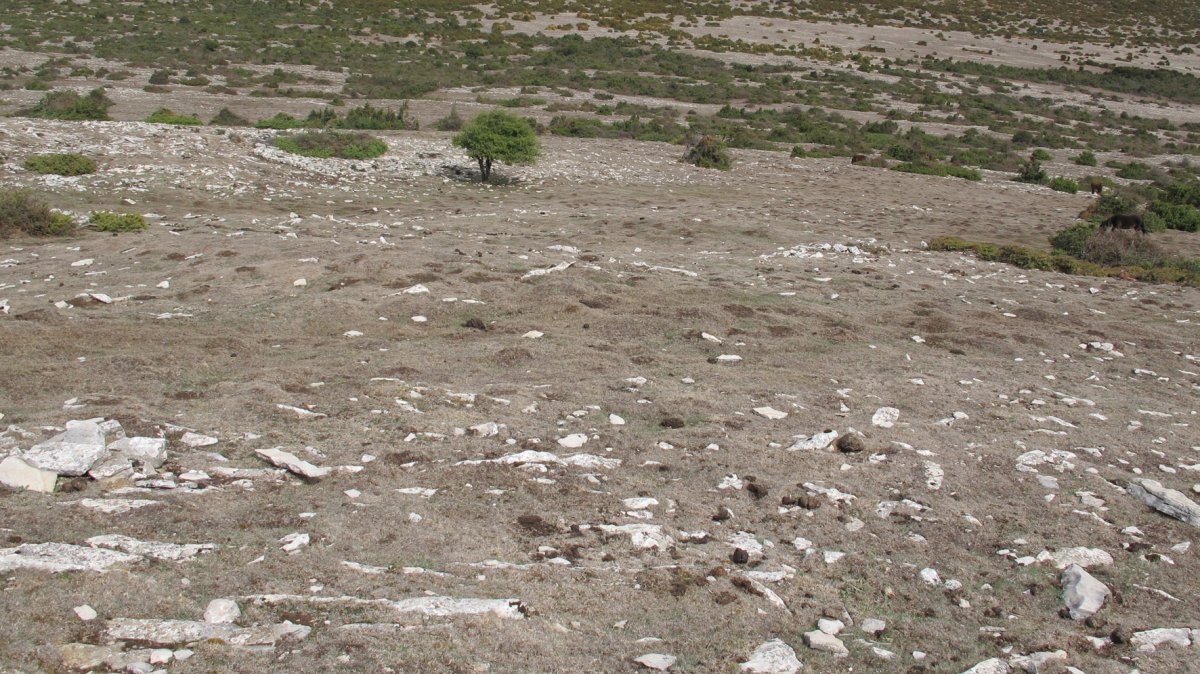 Alzemear 5 eraztun tumulua, Andia