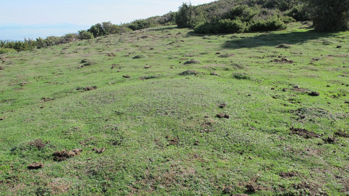 El Castillo etxola hondoa, Andia