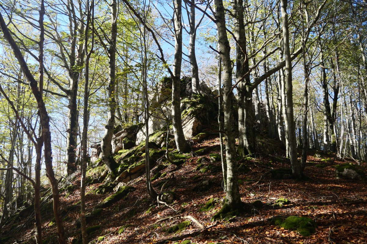 Dornaots haitza, ekialdean