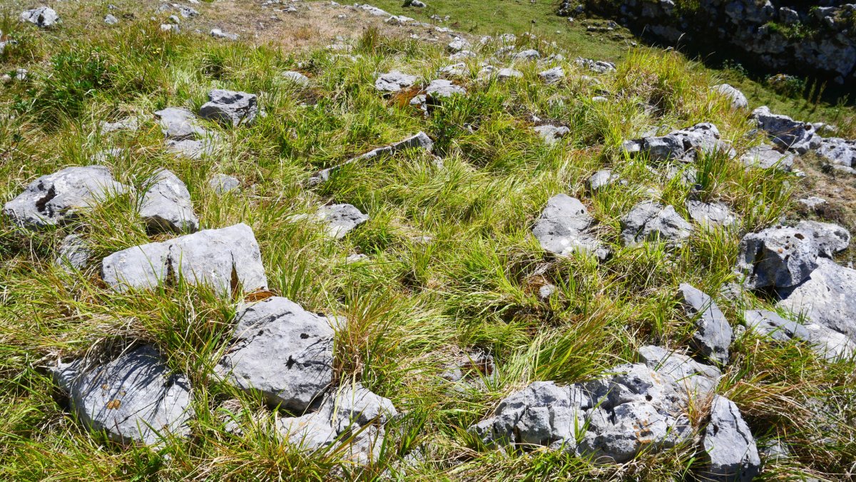 Ormatza II trikuharria