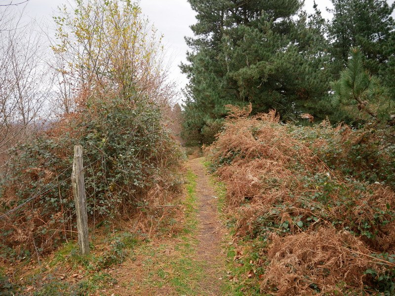 Lapurzuloko tontorra